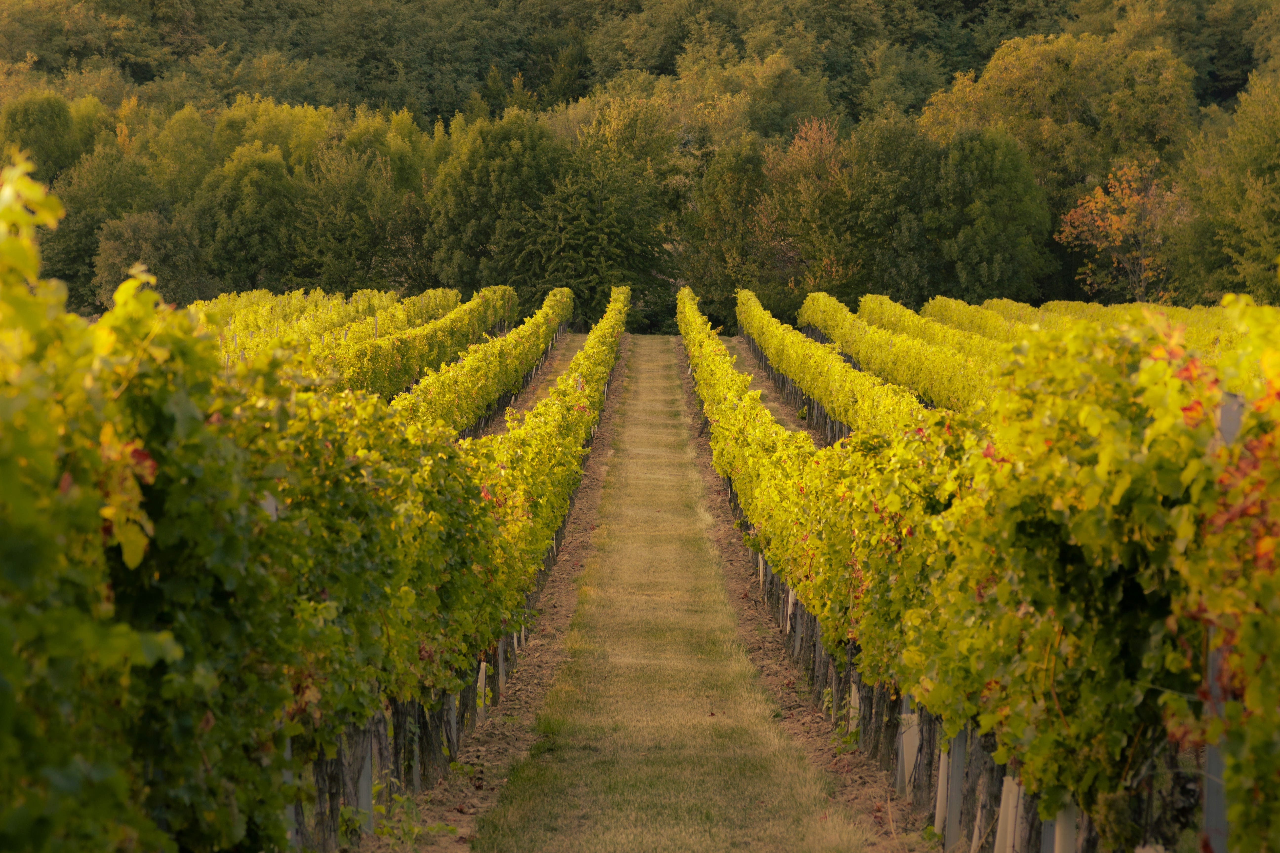 Visiting Wine Country