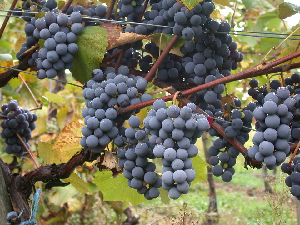 A Tour of Wine Grapes: Pinotage