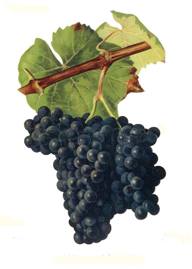 A Tour of Wine Grapes: Alicante Bouschet