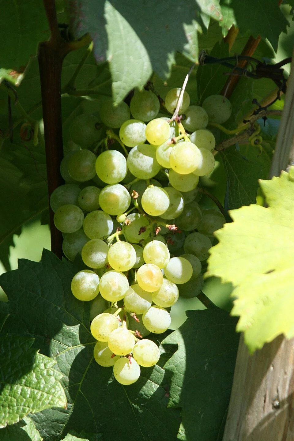 A Tour of Wine Grapes: Gruner Veltliner
