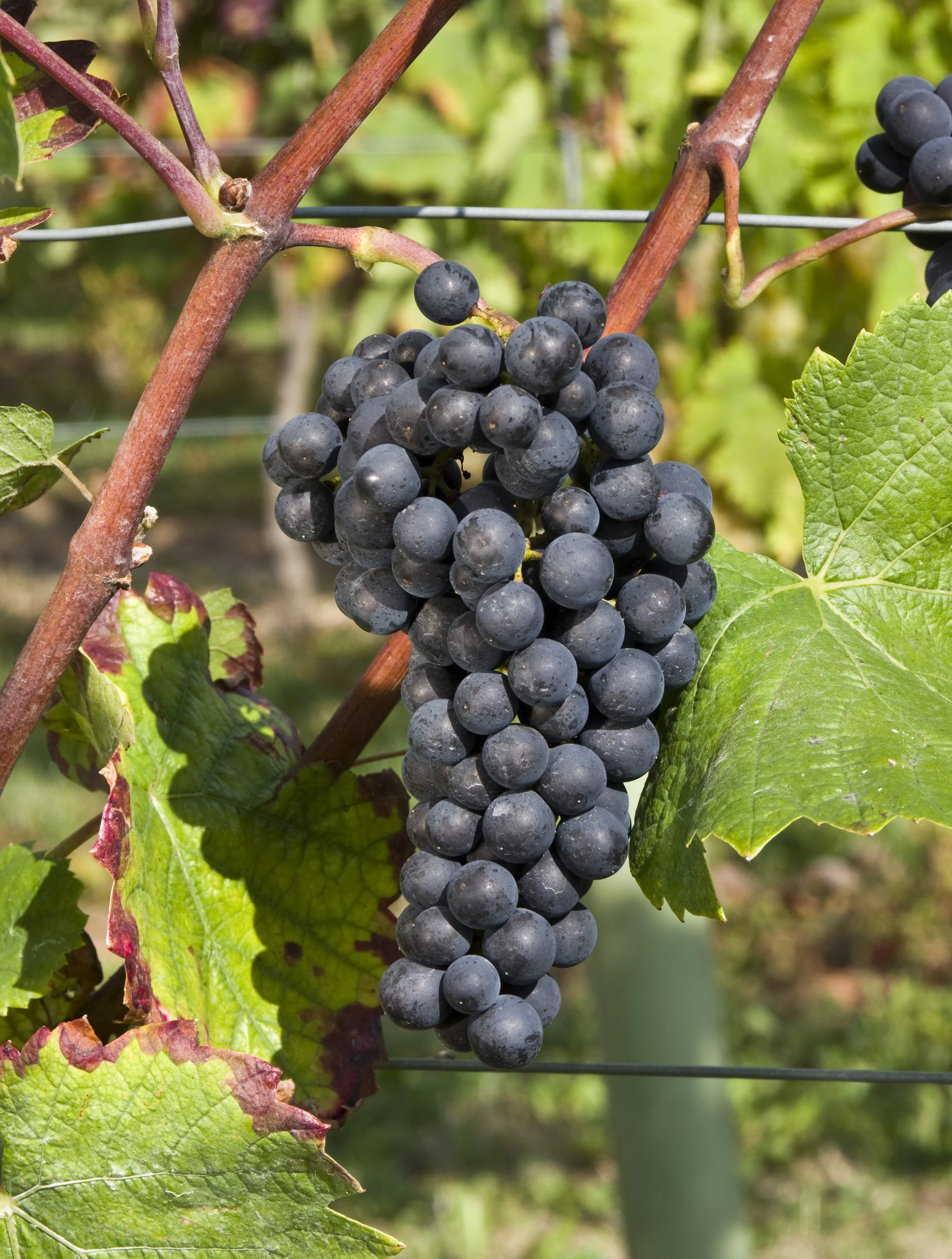 A Tour of Wine Grapes: Pinot Noir Part 1