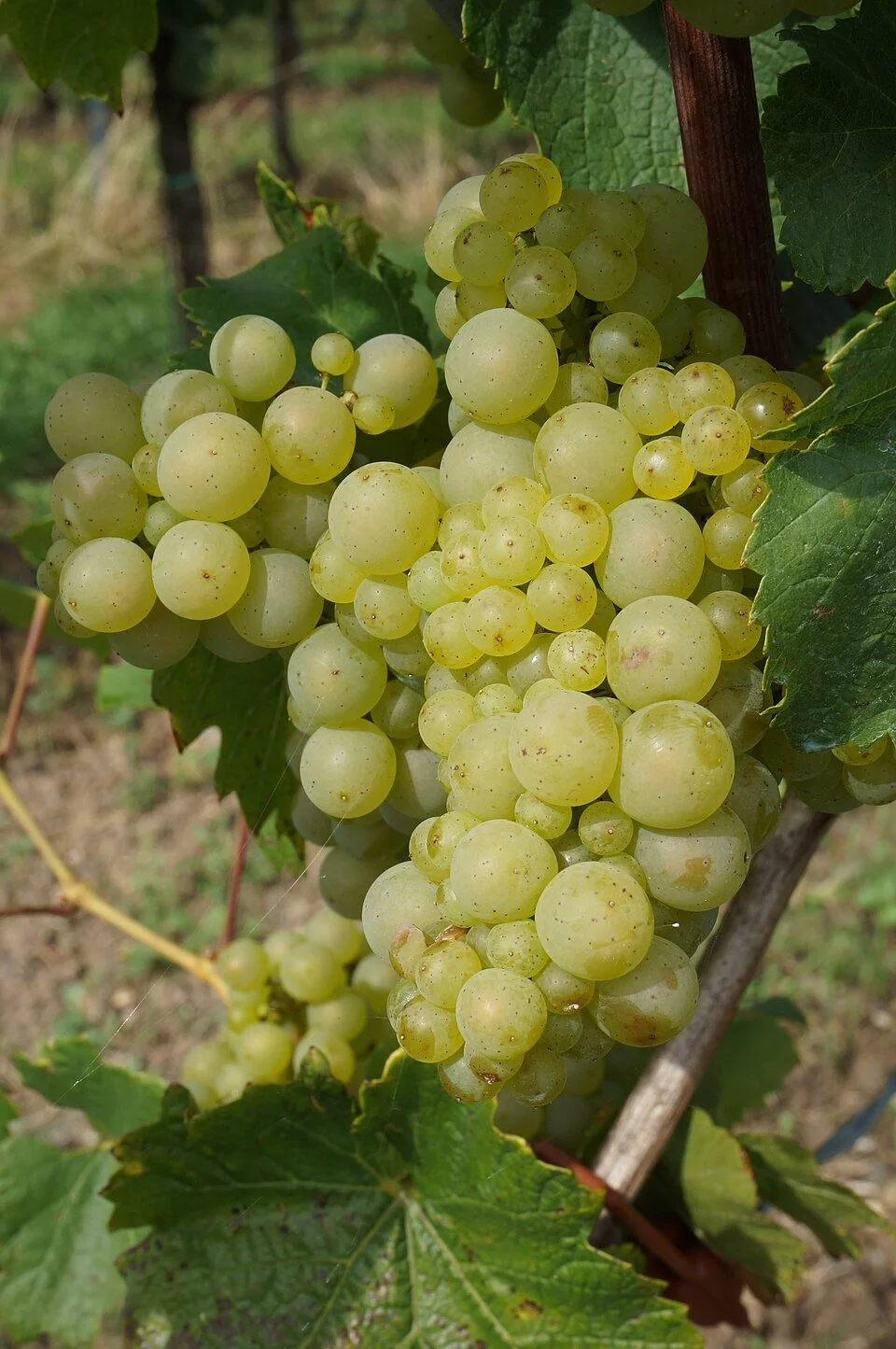 A Tour of Wine Grapes: Riesling