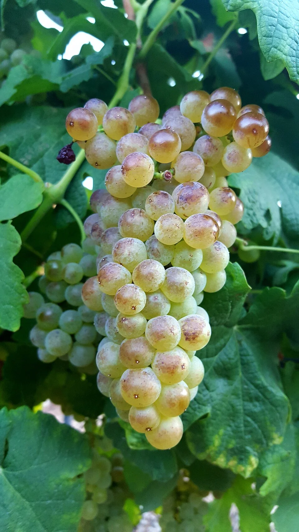 A Tour of Wine Grapes: Roussanne