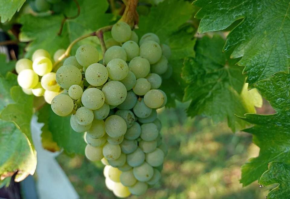 A Tour of Wine Grapes: Sauvignon Blanc (Part 2)