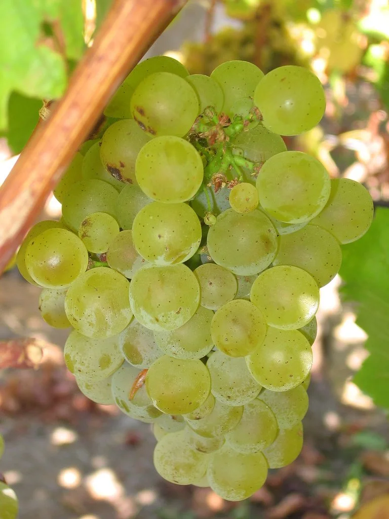 A Tour of Wine Grapes: Sauvignon Blanc (Part 1)