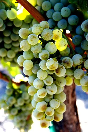 A Tour of Wine Grapes: Semillon