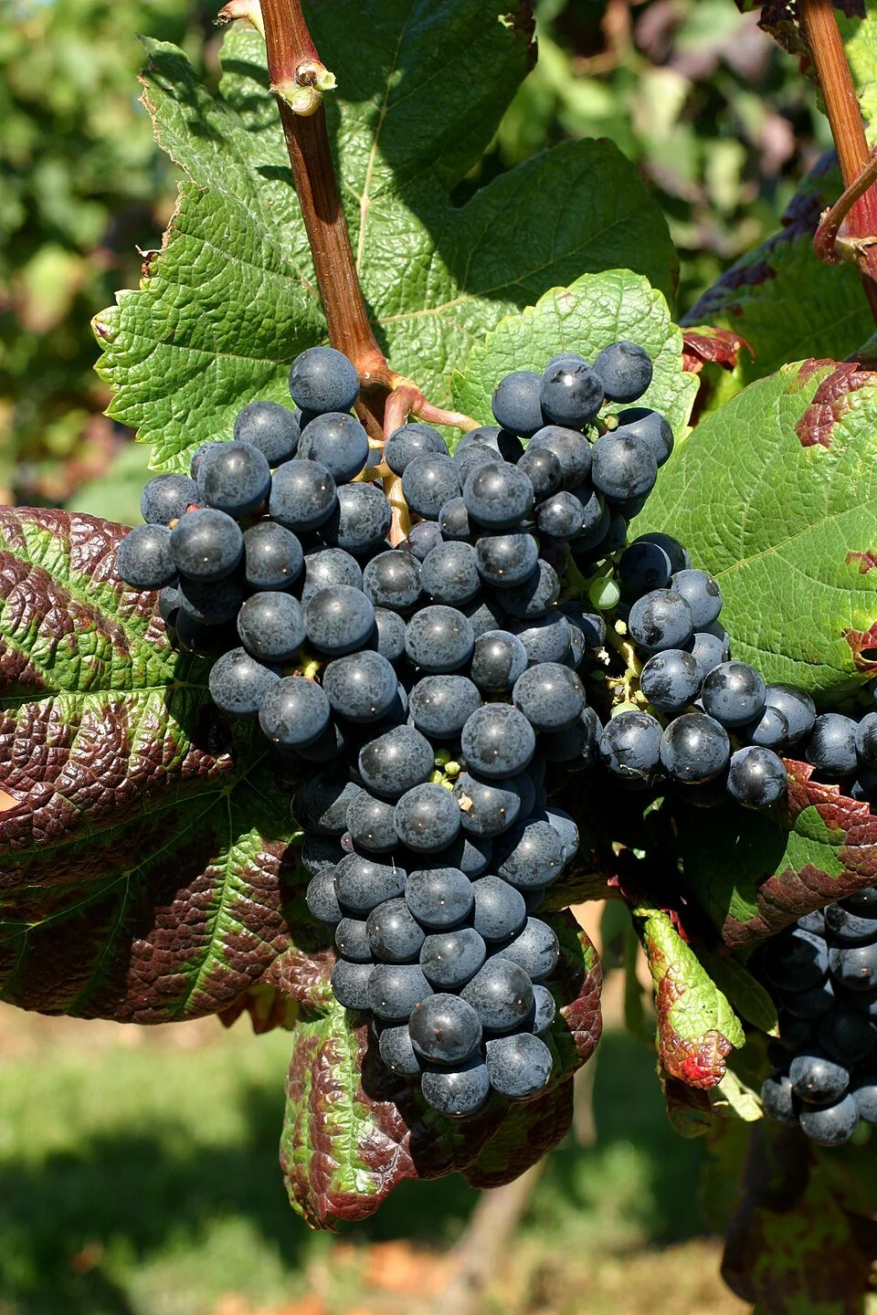 A Tour of Wine Grapes: Tannat