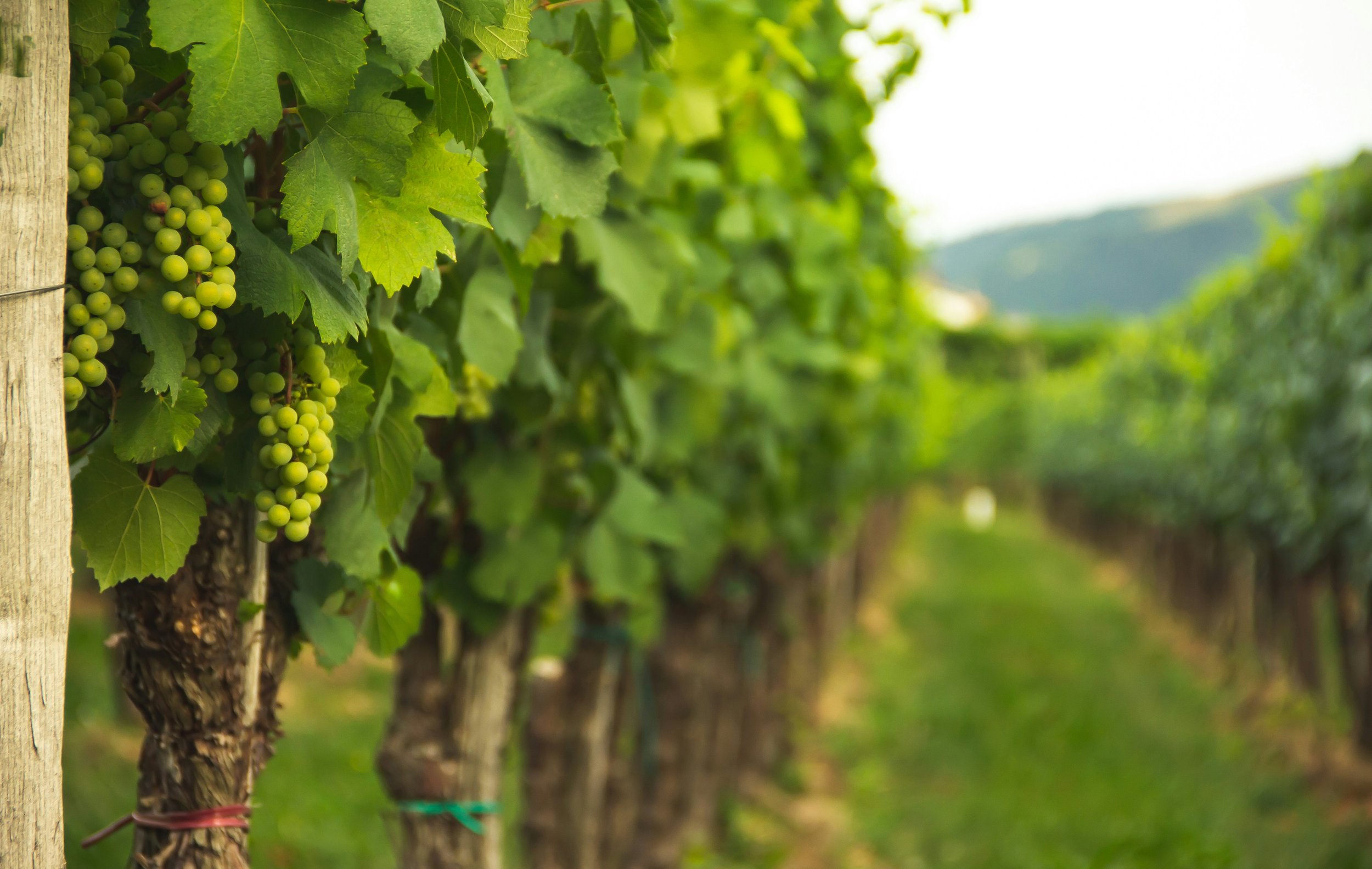 The Art of Wine Making: Grape Vine Canopy Management