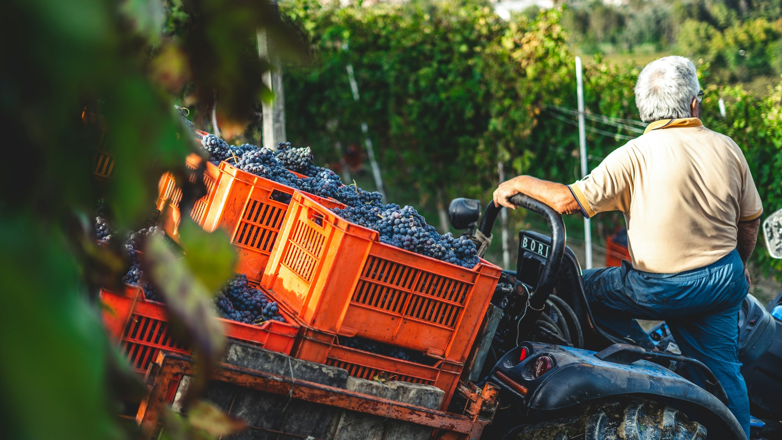 Some of the Factors that Go into the Art of Wine Making