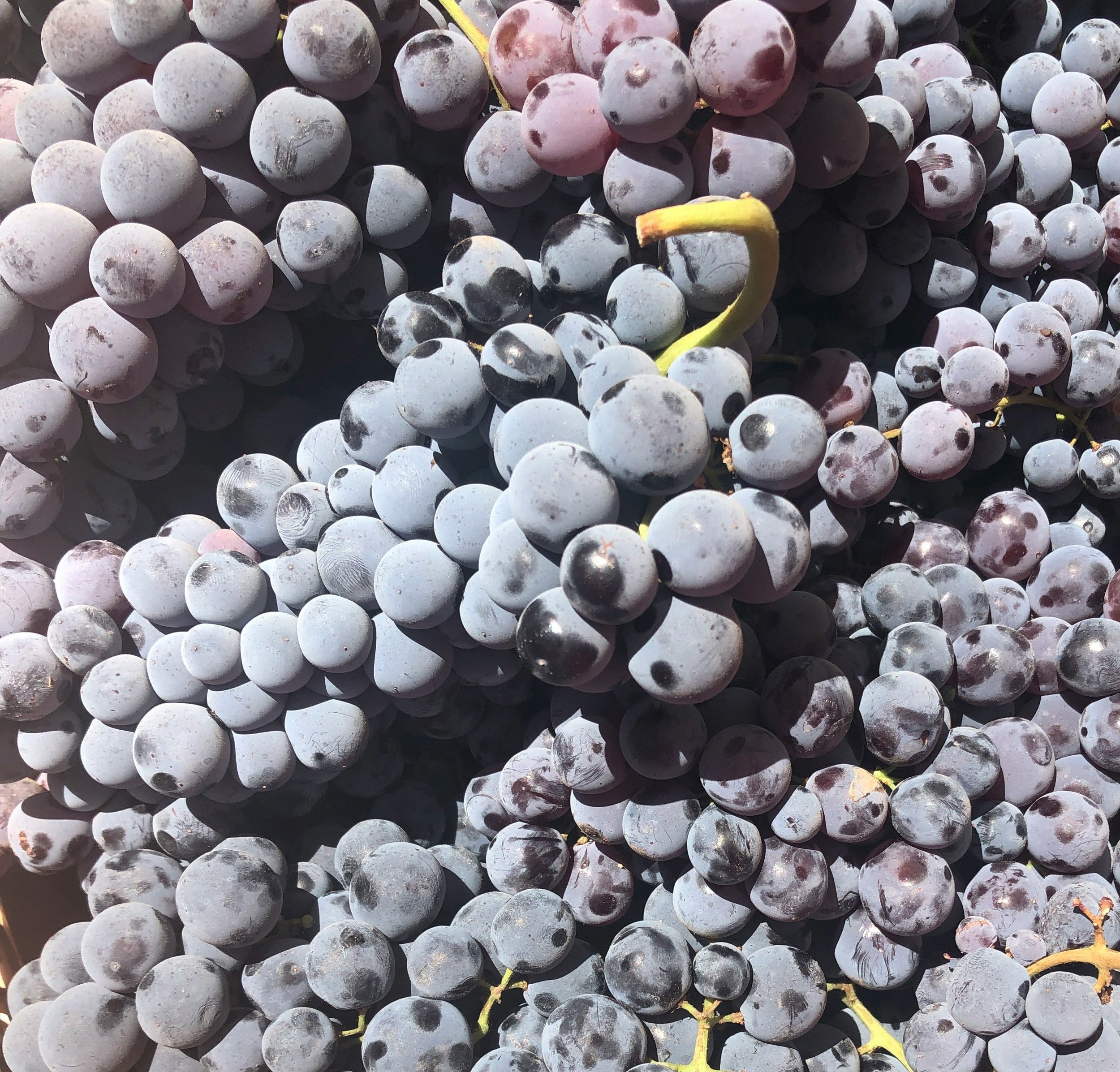 The Art of Wine Making: Picking the Right Yeast for Fermentation